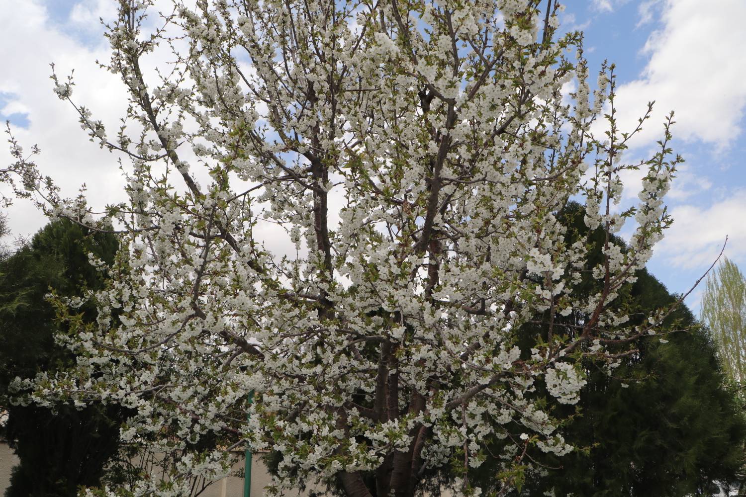 شبکه 2