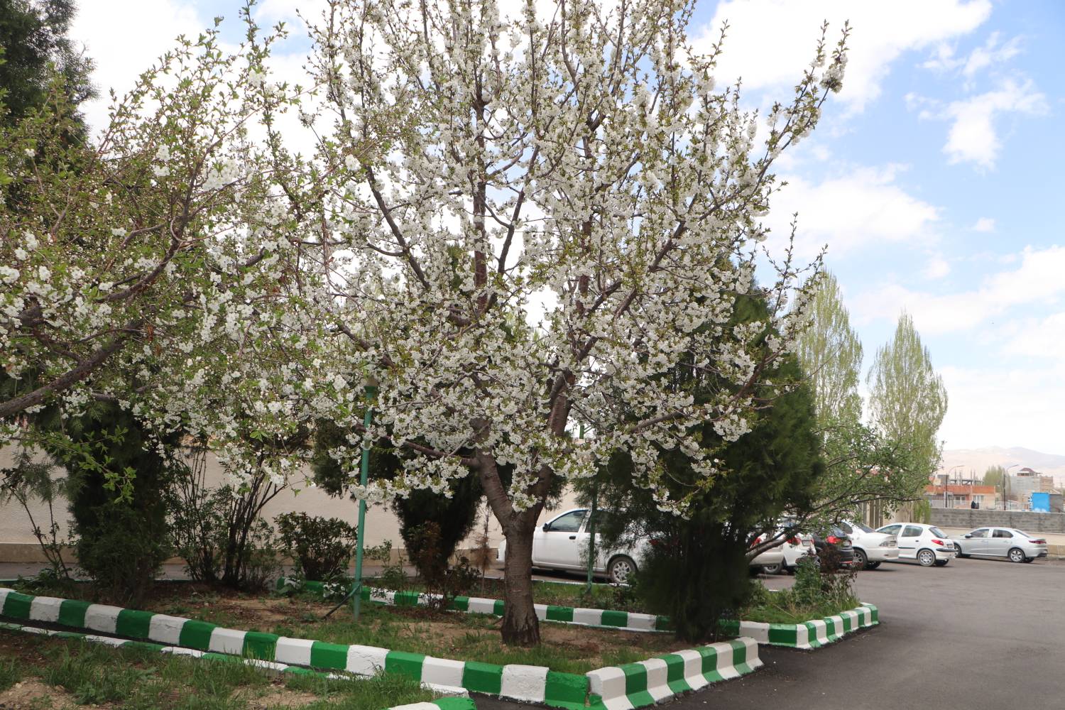 شبکه 1